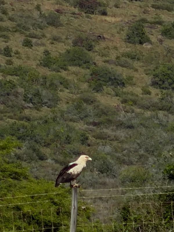 Palm-nut Vulture