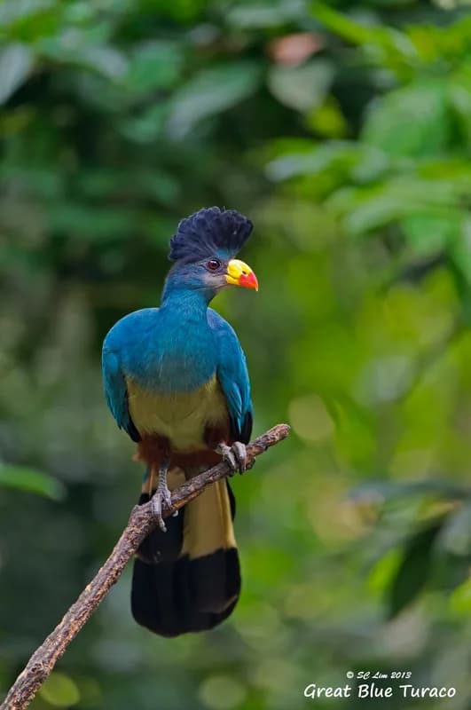 Great Blue Turaco