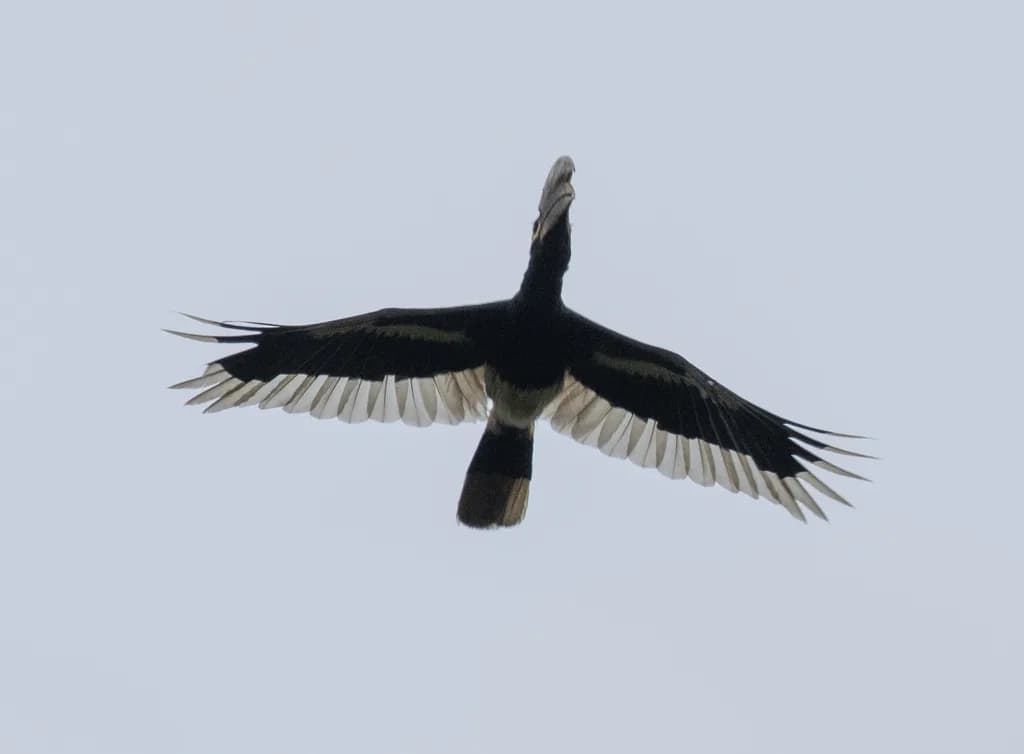 White-thighed Hornbill