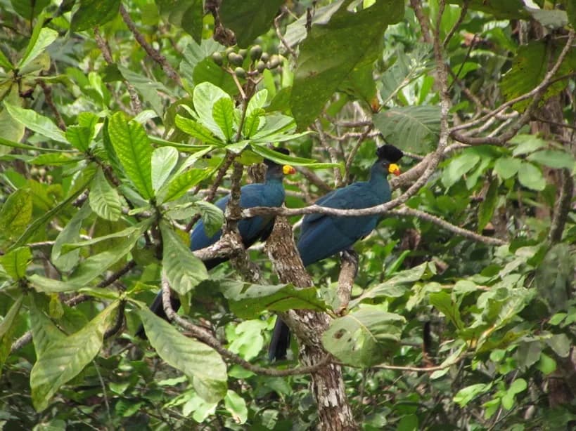 Parc national de Moukalaba-Doudou — calaos forestiers, spécialistes de la forêt du bassin du Congo, rapaces de forêt de plaine