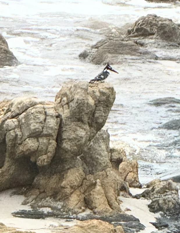 Pied Kingfisher