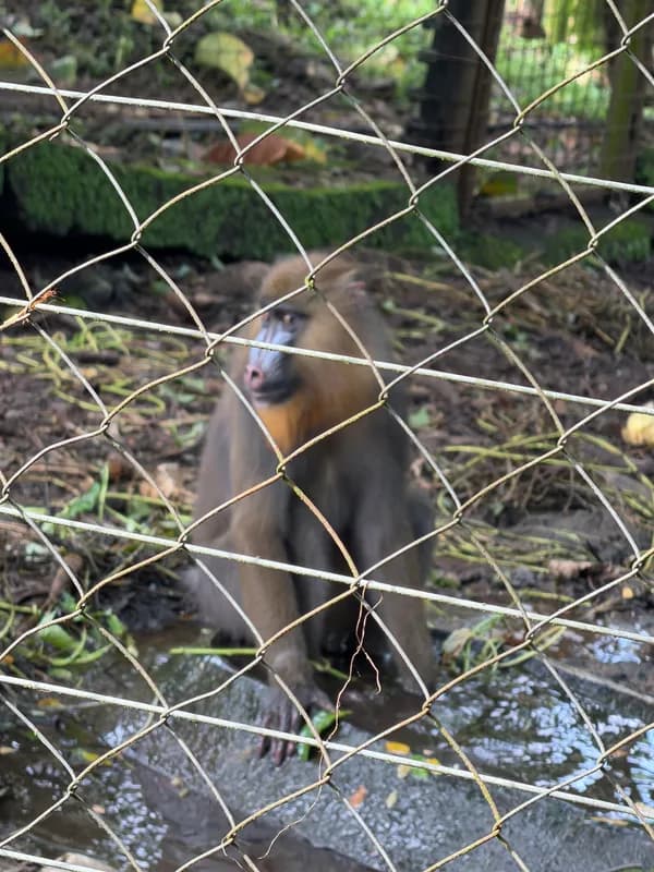Parc national de Lopé (UNESCO) — le meilleur endroit en Afrique pour observer les mandrills, habitat d'éléphants de forêt et de buffles