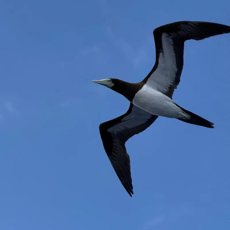 Brown Booby