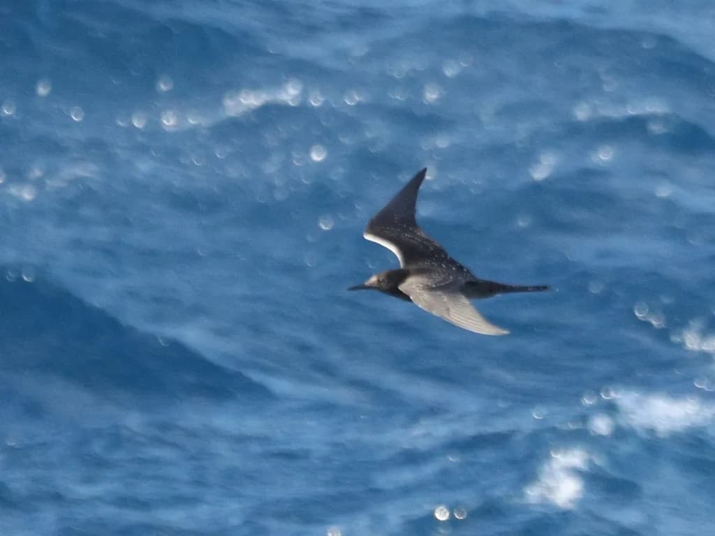 Sooty Tern