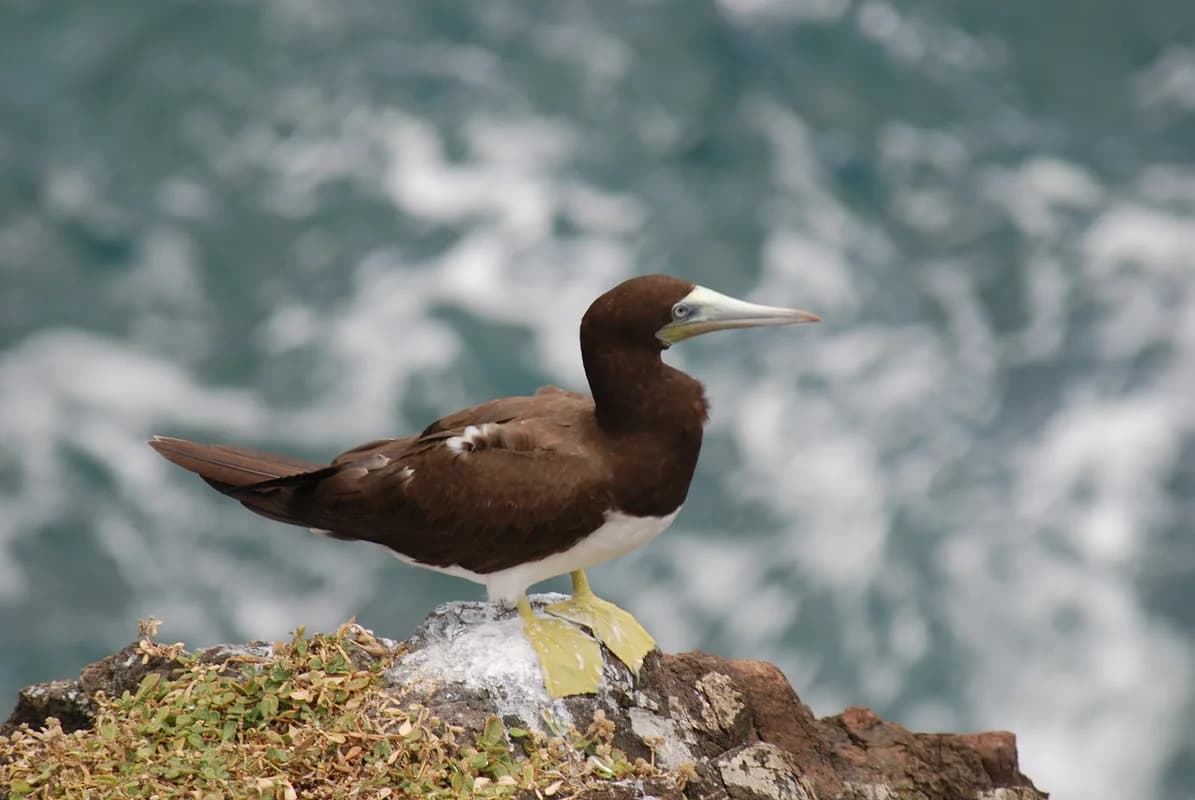 Ilhéu Tinhosa Grande — extensive seabird breeding colonies, boobies and noddies