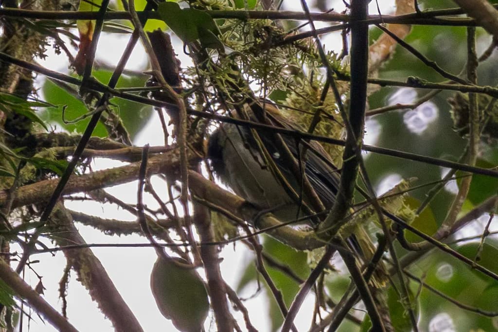 Sao Tome Oriole