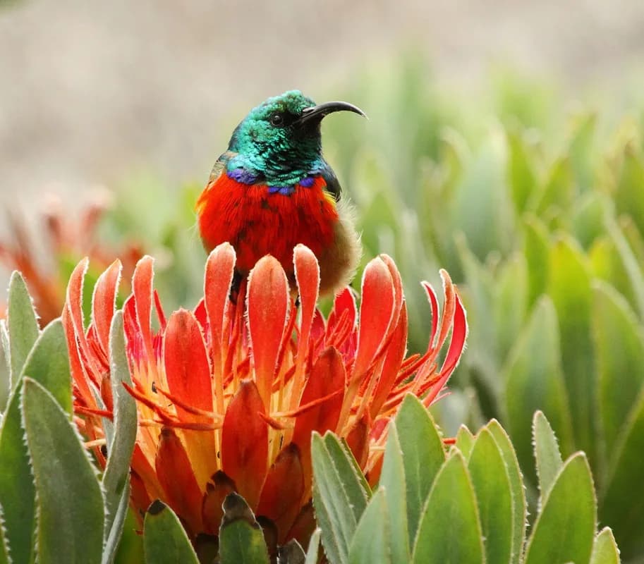 Monte Café — Bom Sucesso — Giants Sunbird and Grosbeak, montane endemics, shade-coffee and cloud-forest transition