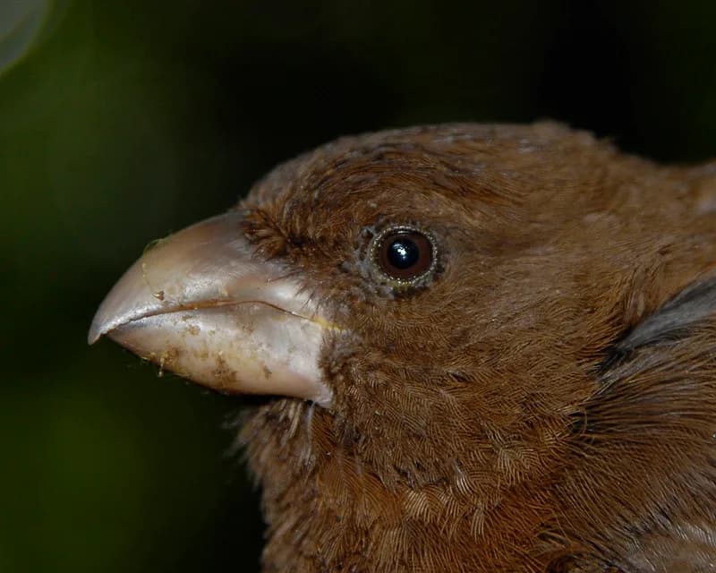 Sao Tome Grosbeak
