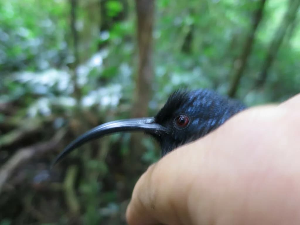 Sao Tome Sunbird