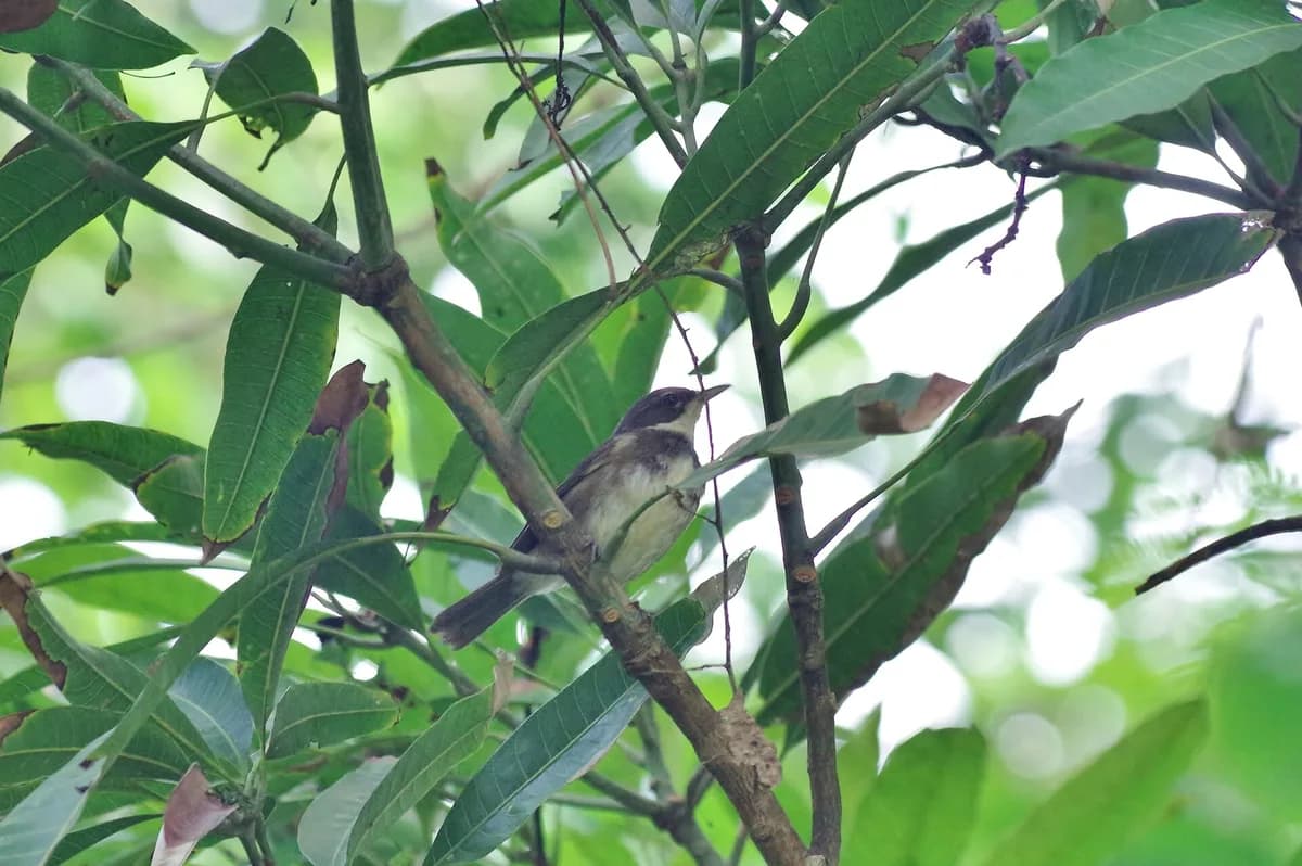 Príncipe forests and plantations — Príncipe Sunbird, Príncipe Golden Weaver, Dohrn's Thrush-Babbler