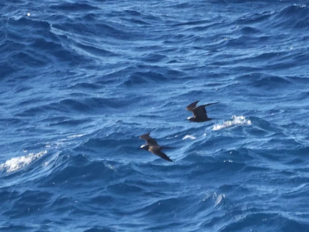 Brown Noddy