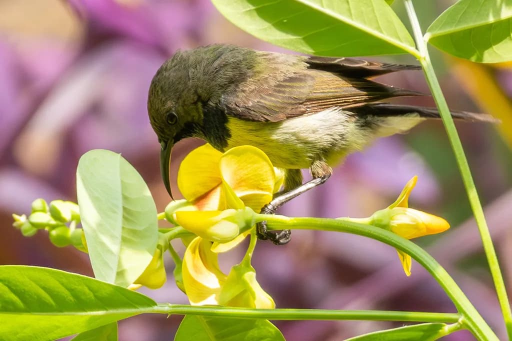 Newton's Sunbird