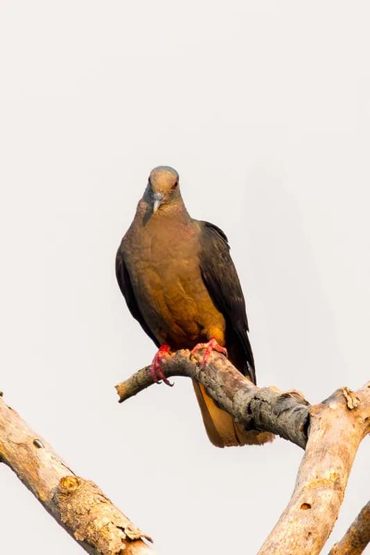 Sao Tome Pigeon