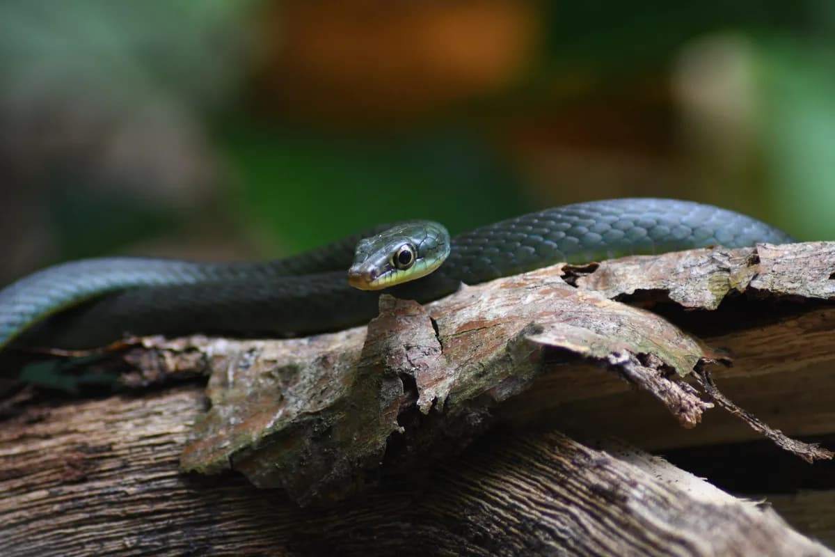 Obô Natural Park — UNESCO-recognised biodiversity hotspot, endemic-rich lowland and montane forest