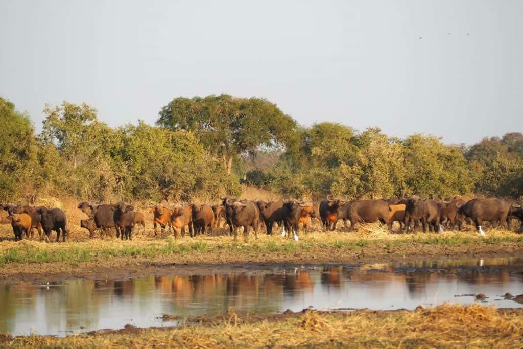 Zakouma National Park - Salamat Region, Chad