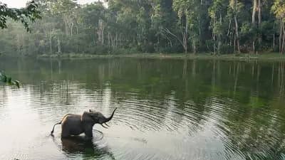Nouabalé-Ndoki National Park - Northern Congo, Republic of Congo