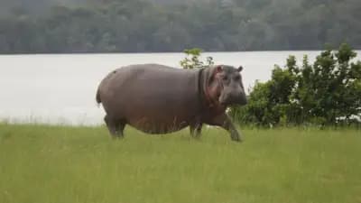 Loango National Park - Western Gabon, Gabon