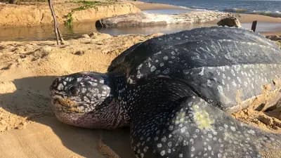 Mayumba National Park - Southern Coast, Gabon