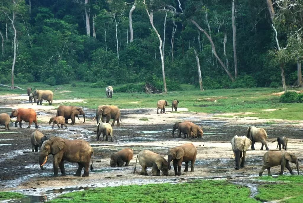 Chinko Reserve Safari