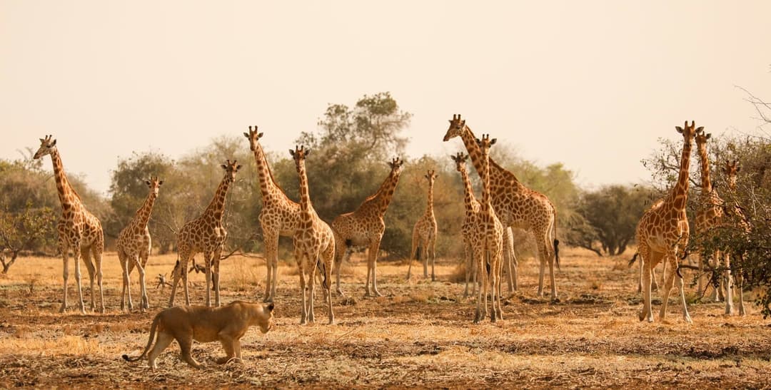 Zakouma National Park: Wildlife Haven (8 Days)