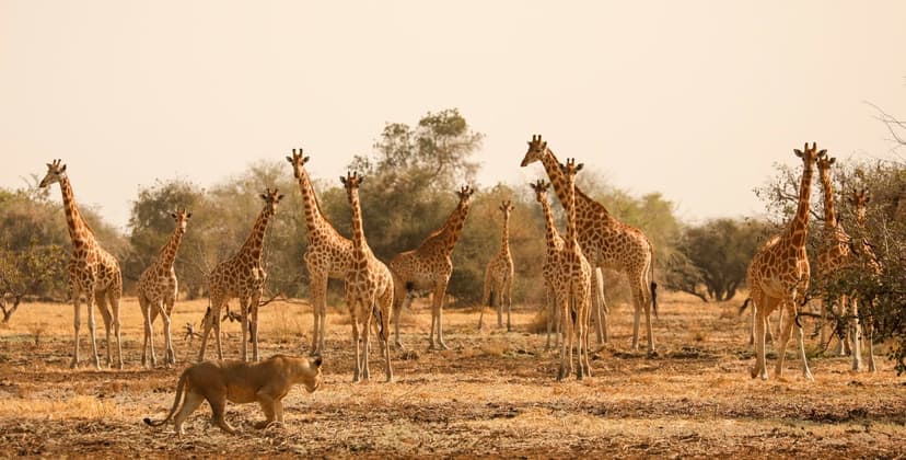 Zakouma National Park: Wildlife Haven (8 Days)