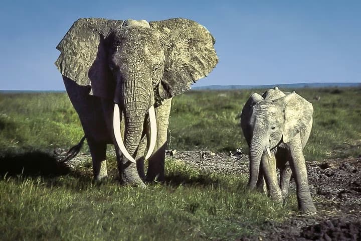 Azobe East Adventure Safari 13D/12N