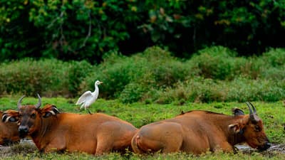 Odzala-Kokoua Ultimate Safari (10 Days)