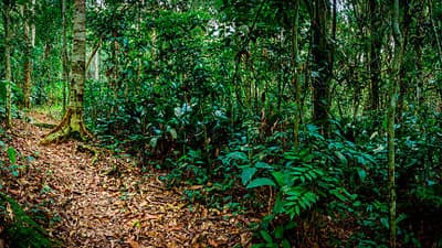 Western Lowland Gorillas Trek (4 Days)