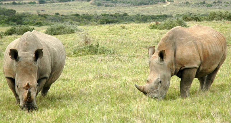 Garamba National Park Safari (6 Days)