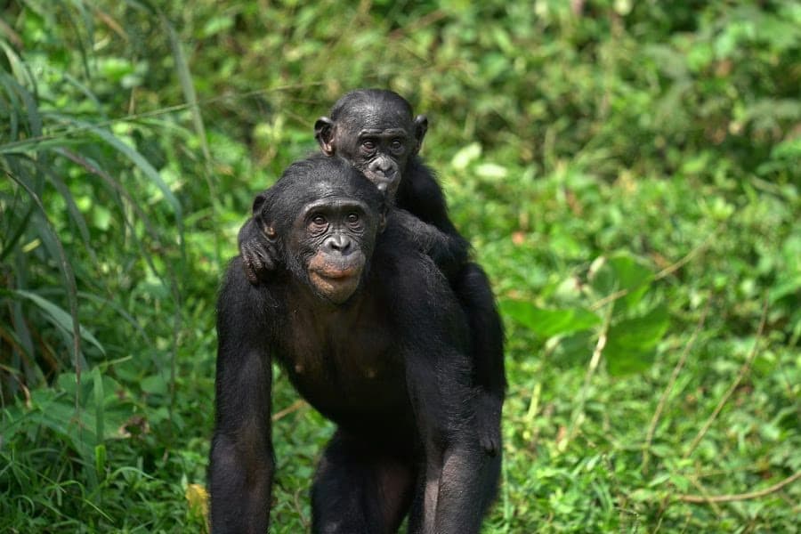 Lola ya Bonobo Sanctuary Visit