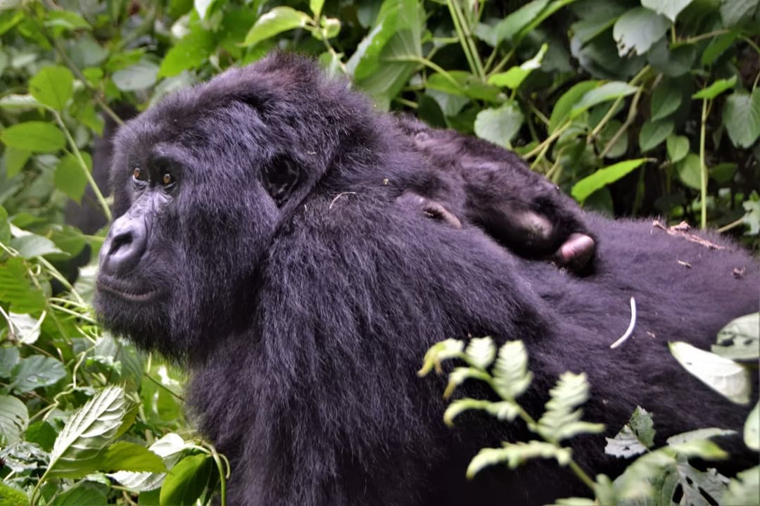 Virunga Mountain Gorillas & Nyiragongo (5 Days)