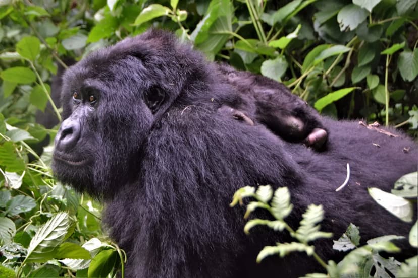Virunga Mountain Gorillas & Nyiragongo (5 Days)