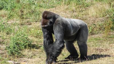 Gabon Classic Safari 12 Days (Comfort)