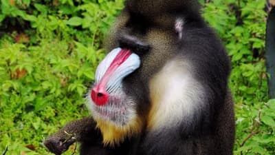 Gabon: A Journey Through Nature and Wildlife 6 Days