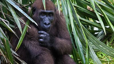 Gabon: Gorillas and More, 5 Days