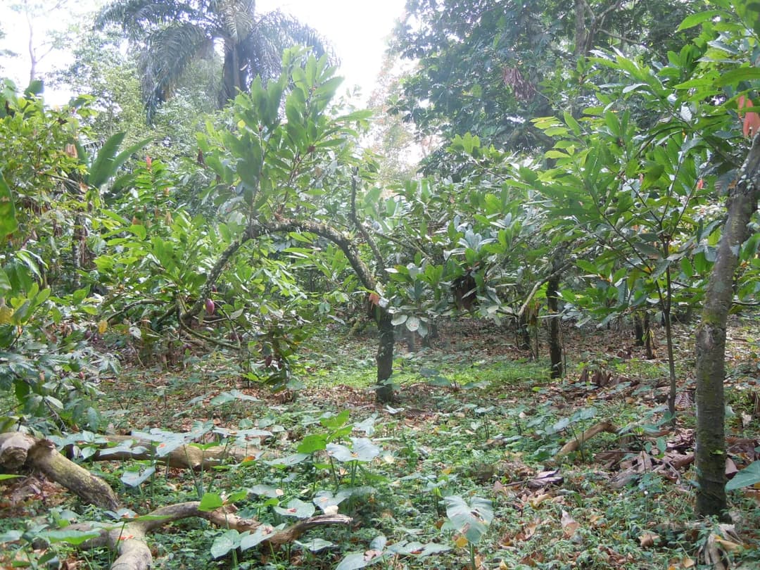 Sentier du Patrimoine Cacao & Café