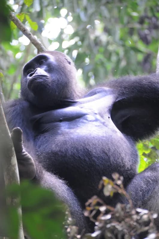 Trek d'habituation des gorilles de Bai Hokou — familles de gorilles des plaines occidentales, randonnées forestières de plusieurs heures, accès à la zone de recherche