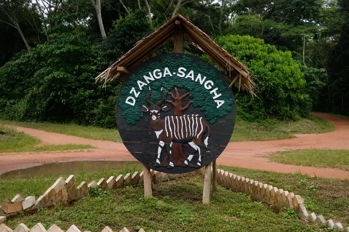 Trekking en forêt tropicale de Dzanga-Sangha — sentiers forestiers guidés par les Ba'Aka, habitat de gorilles de plaine et d'éléphants, itinéraires dans la canopée de la forêt tropicale