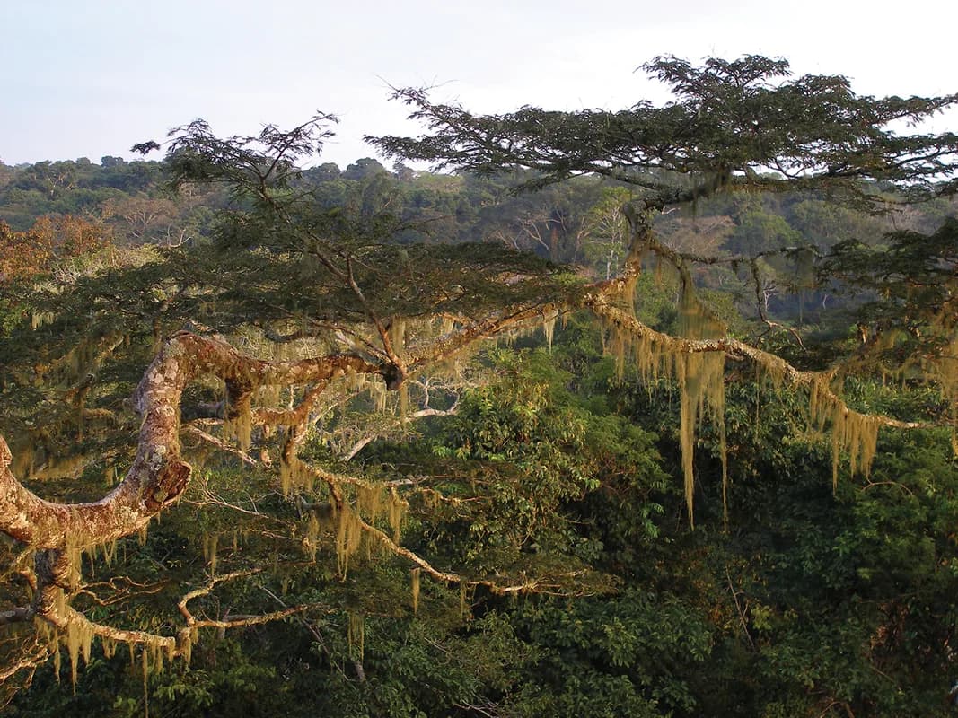 Parc national de Dzanga-Ndoki — espèces de la forêt profonde, rapaces forestiers, spécialistes du bassin du Congo