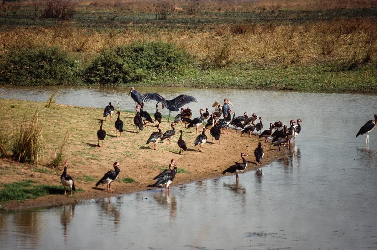 Parc national de Manovo-Gounda St Floris — rapaces de savane, oiseaux d'eau, migrateurs sahéliens