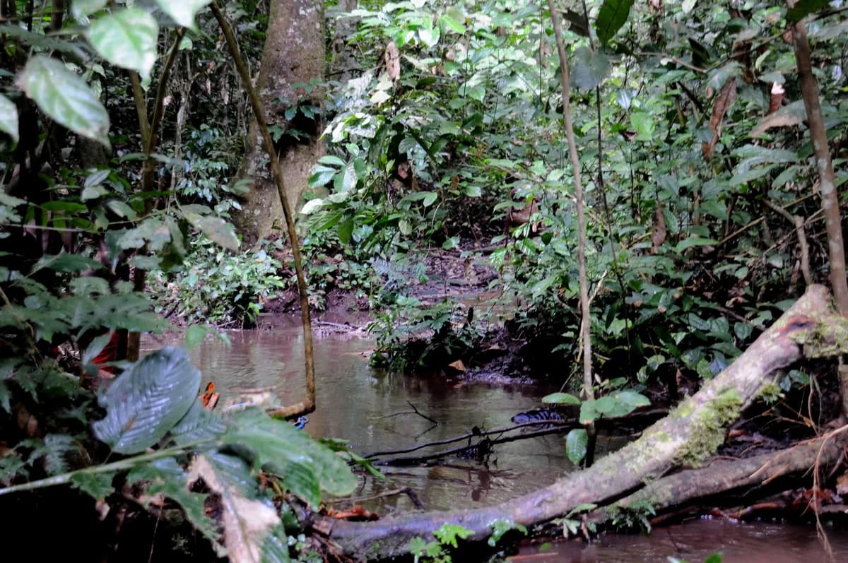 Trinational de la Sangha (UNESCO) — paysage protégé transfrontalier