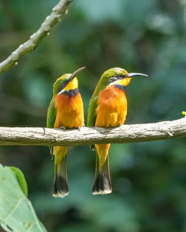 Binder-Léré Reserve — cliff-nesting raptors, waterbirds