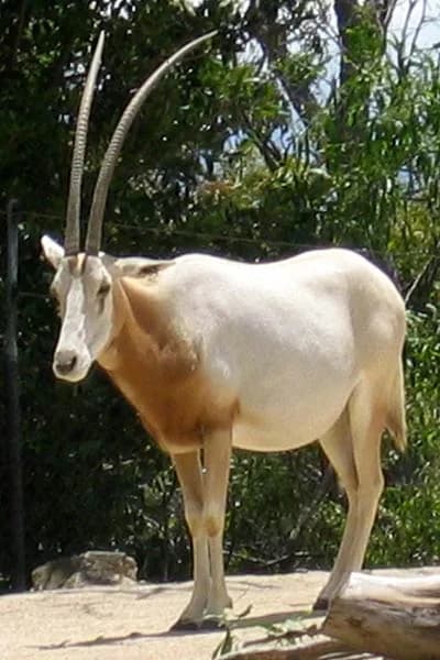 Ouadi Rimé-Ouadi Achim Faunal Reserve — Sahelian migrants, scimitar-horned oryx (reintroduced), dama gazelle