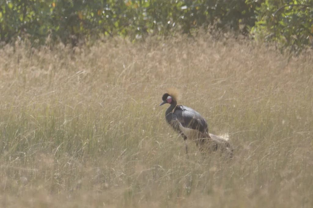 Zakouma National Park — storks, raptors, large waterbird concentrations