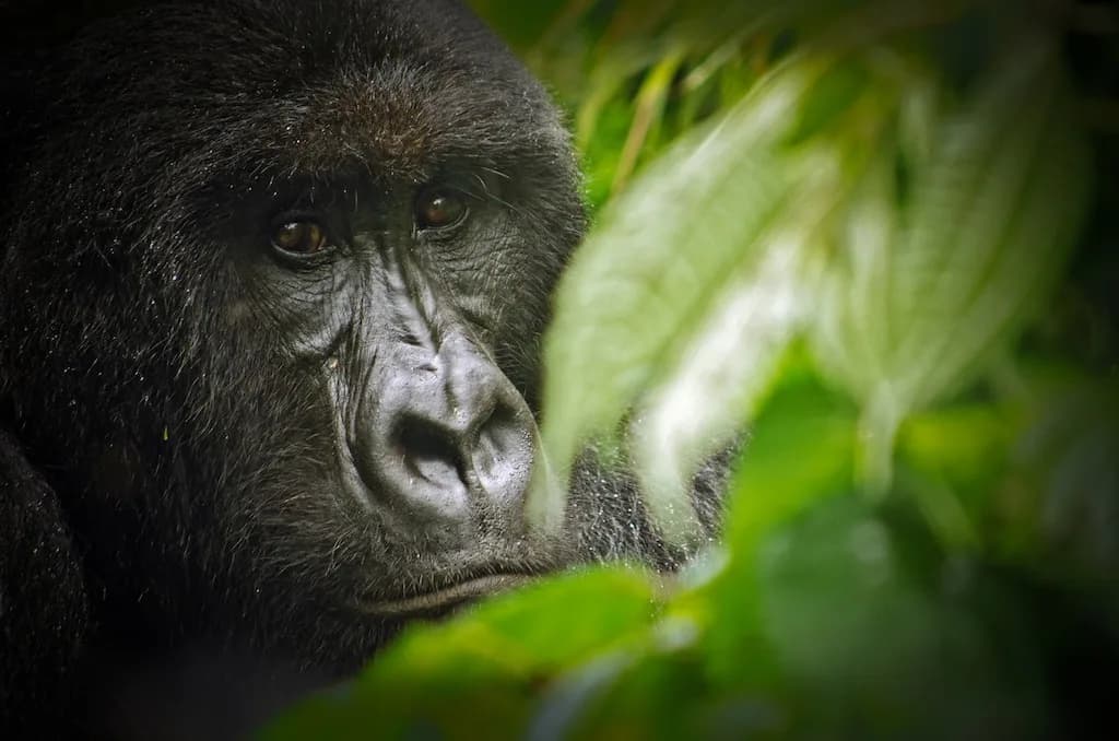 Virunga National Park — active-volcano terrain, gorilla habitat trails, Africa's oldest national park