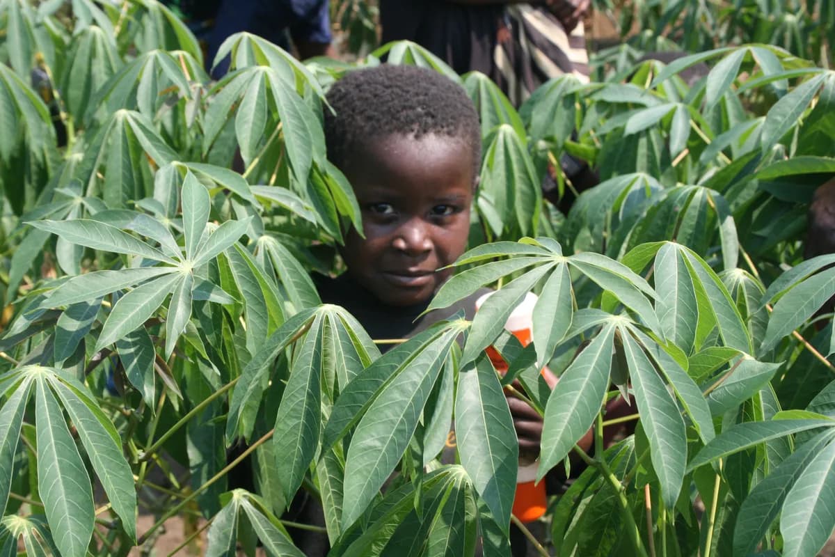 Kasai & Kwilu agriculture — cassava farming, palm oil, traditional subsistence communities