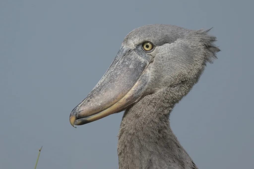 Upemba National Park — strong waterbird potential, breeding residents