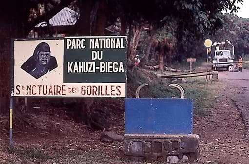 Kahuzi-Biéga National Park (UNESCO) — Grauer's (eastern lowland) gorilla trekking, permits from ~€370
