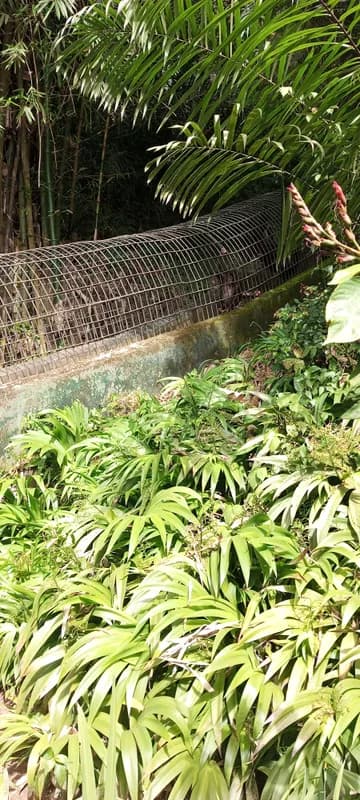 Lola ya Bonobo (near Kinshasa) — orphaned bonobo rehabilitation