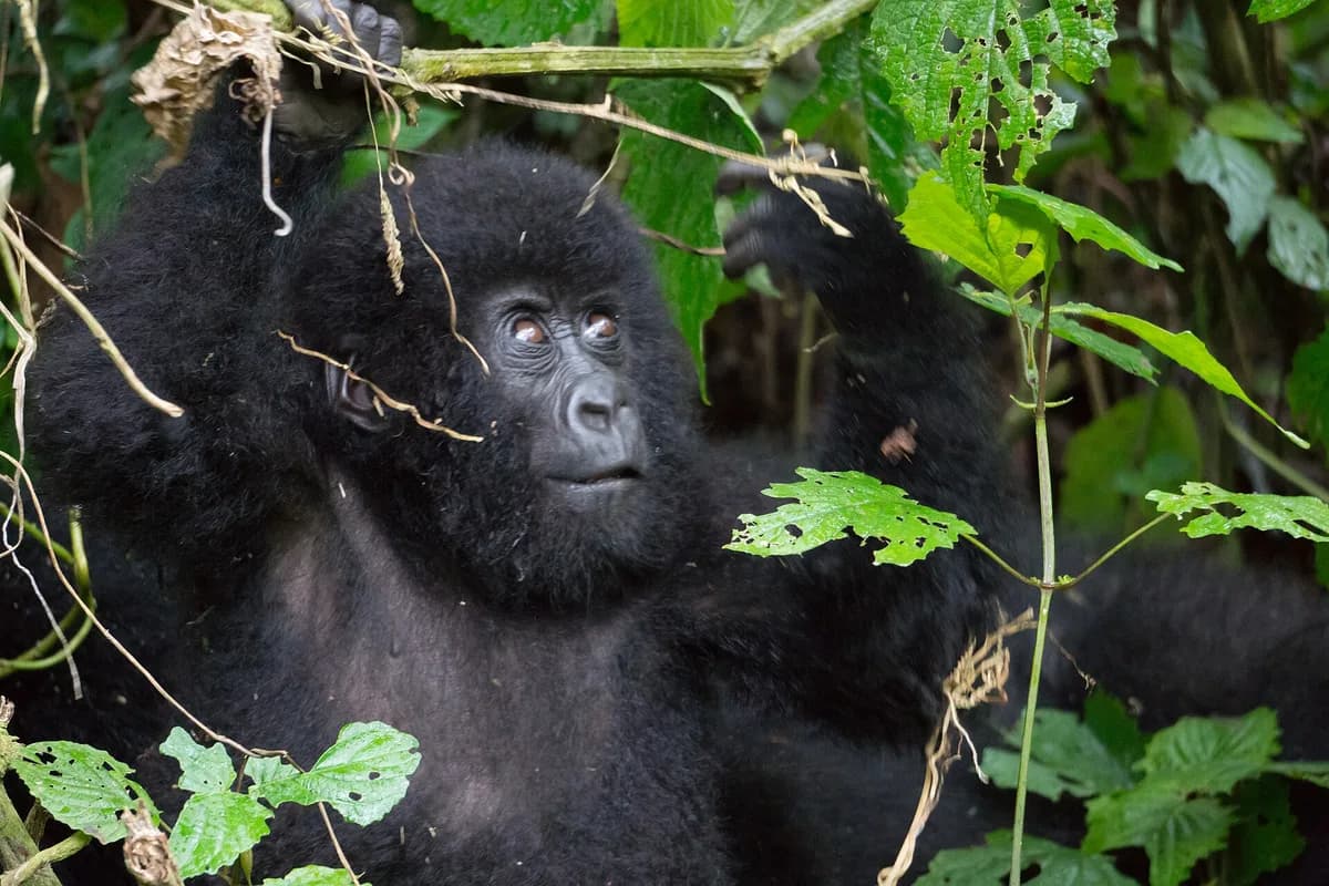 Virunga National Park (UNESCO) — mountain gorilla trekking (permits ~€415), golden monkeys